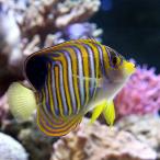 ( морская рыба )ya KONI type yako. рыба L размер (1 шт ) Hokkaido * Kyushu авиапочта необходимо теплоизоляция 