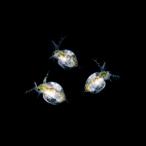 ( сырой приманка ). надеты гарантия есть Moina macrocopa ввод разведение вода (500ml)3 шт. комплект . приманка Hokkaido * Kyushu авиапочта необходимо теплоизоляция 