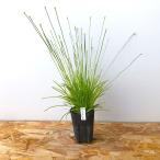 （ビオトープ）水生植物　イトイヌノヒゲ　２．５号〜３号（無農薬）（１ポット）…