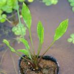 ( биотоп ) водное растения tou экстремально лопатка omo Dakar (1 pot ). вода растения (.. состояние )