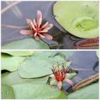 （ビオトープ）水辺植物　ジュンサイ（１株）　浮葉植物（休眠株）