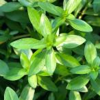 ( водоросли )rudowiji Abu rebipes( водный лист )( нет пестициды )(10шт.@)