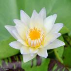 ( биотоп ) водяная лилия . obi . водяная лилия ( водяная лилия )( синий ) зеленый затонированный (1 pot )(.. состояние )