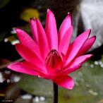 ( biotope ) water lily . obi . water lily ( water lily ) night ..( red ) red cup (1 pot )