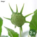 ドルステニアフォエチダ３号コーデックス