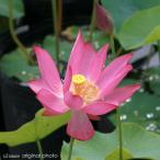 ( биотоп ) лотос - s( розовый ) красный шарф Lotus (1 pot )(.. состояние )