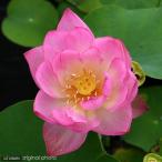 ( биотоп ) лотос - s( розовый )roji- черный uz(1 pot )(.. состояние )