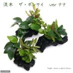 ( водоросли ) коряга помело носорог Ver. Anubias nanaS размер ( водный лист )( 1 шт. )( примерно 15cm)