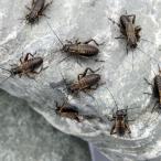 ( сырой приманка ). надеты гарантия есть крышка ho sikoorogiS примерно 30 шт (3.0 грамм ) рептилии земноводные приманка корм . приманка Hokkaido * Kyushu авиапочта необходимо теплоизоляция 