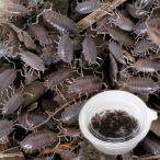 ( сырой приманка ). надеты гарантия есть ho sowa радиоконтроллер msi( довольно большой ) 1 cup минут ( примерно 100 шт ). приманка Hokkaido * Kyushu авиапочта необходимо теплоизоляция 