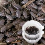 ( сырой приманка ). надеты гарантия есть ho sowa радиоконтроллер msi( довольно большой ) 2 cup минут ( примерно 200 шт ). приманка Hokkaido * Kyushu авиапочта необходимо теплоизоляция 