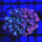 ( коралл ) один пункт предмет Indonesia производство - длина коралл koro колено штекер имеется CM-18394(1 шт ) Hokkaido * Kyushu авиапочта необходимо теплоизоляция 