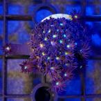 ( коралл ) один пункт предмет Indonesia - длина коралл штекер имеется CM-18599(1 шт ) Hokkaido * Kyushu авиапочта необходимо теплоизоляция 