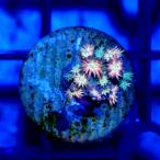 ( коралл ) один пункт предмет - длина коралл Rainbow штекер имеется CM-18782(1 шт ) Hokkaido * Kyushu авиапочта необходимо теплоизоляция 