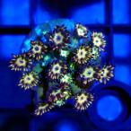 ( коралл ) один пункт предмет - длина коралл orange зеленый штекер имеется CM-18787(1 шт ) Hokkaido * Kyushu авиапочта необходимо теплоизоляция 