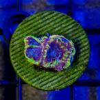 ( коралл ) один пункт предмет kikmeisisp. желтый вспомогательный морской штекер имеется CM-18812(1 шт ) Hokkaido * Kyushu авиапочта необходимо теплоизоляция 