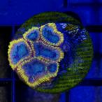 ( коралл ) один пункт предмет kikmeisisp. желтый вспомогательный морской штекер имеется CM-18813(1 шт ) Hokkaido * Kyushu авиапочта необходимо теплоизоляция 