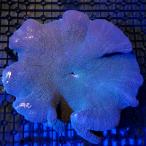 ( морская рыба ) один пункт предмет бородвка - tagoiso серебристый коричневый k голубой CM-18870(1 шт ) Hokkaido авиапочта необходимо теплоизоляция 