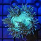 ( коралл ) один пункт предмет Австралия производство труба коралл зеленый CM-18890 штекер имеется (1 шт ) Hokkaido * Kyushu авиапочта необходимо теплоизоляция 