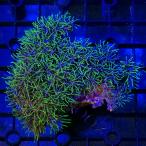 ( коралл ) один пункт предмет Star поли psp. металлик зеленый CM-18900(1 шт ) Hokkaido * Kyushu авиапочта необходимо теплоизоляция 