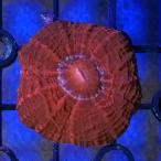 ( коралл ) один пункт предмет ko - Nagata коралл красный CM-18907(1 шт ) Hokkaido * Kyushu авиапочта необходимо теплоизоляция 