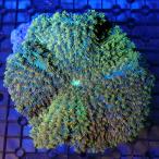 ( морская рыба ) один пункт предмет рубец iso серебристый коричневый k светло-зеленый CM-18943(1 шт ) нет .. животное Hokkaido авиапочта необходимо теплоизоляция 