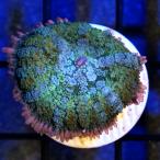 ( коралл ) один пункт предмет диск коралл sp. franc талон shu Thai n штекер имеется CM-19027(1 шт ) Hokkaido * Kyushu авиапочта необходимо теплоизоляция 