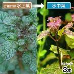 （水草）ヘミグラフィスｓｐ．パープル　ラウンドリーフ（水上葉）（無農薬）（３本）　北海道航空便要保温