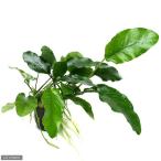( водоросли ) Anubias bar Terry маленький лист модель восток юг рейс (1 pot минут )