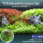 (水草)おまかせ水上葉 レイアウトセット 60cm水槽用 8種(無農薬)(1パック)(水草説明書付) 北海道航空便要保温