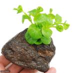 ( сырой приманка ). надеты гарантия есть ушко (уголок) z1 cup минут ( примерно 40 шт ). приманка 