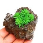（水草）ミリオフィラムｓｐ．（ガイアナドワーフ）（水上葉）穴あき溶岩石付（無農薬）（１個）