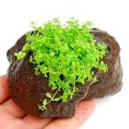 南米産ミズハコベ穴あき溶岩石付