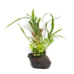 ( водоросли )Plants Arrangement помело носорог Ver. случайный микро санки um( водный лист )(1 шт )