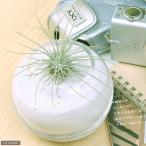 エアープランツチランジアフックシー