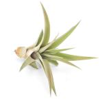 エアープランツチランジアカピタータピーチ