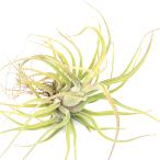 エアープランツチランジアカプトメデ...