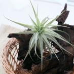 エアープランツチランジアガルドネリ...