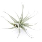 エアープランツチランジアアルビダ