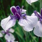 ( биотоп ) водное растения цветок ... перо. .(tewanosato)(1 pot ) длина . серия белый земля фиолетовый . три Британия цветок (.. состояние )