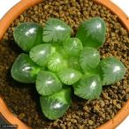 ( суккулентное растение ) - oruchi голубой b two saturun машина ta неглазурованный фарфор . горшок 2.5 номер (1 горшок ) красный шар земля 