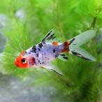 (国産金魚)朱文金(5匹)
