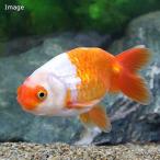 （国産金魚）大阪らんちゅう　４〜６ｃｍ　向坂養魚場産（１匹）