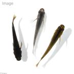 ( оризия ) чёрный пчела me Dakar (5 шт )