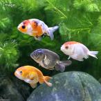 (金魚)らんちゅう型ミックス(外国産)(5匹)