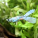 ( тропическая рыба ) neon голубой laiya- tail * Guppy мужской ( иностранного производства )(3 шт ) Hokkaido авиапочта необходимо теплоизоляция 
