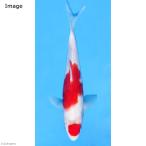 ( цветной карп ). белый |kou Haku ni type goi14~18cm(1 шт )
