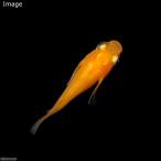 (めだか)紅帝半ダルマメダカ(3匹)