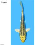 ( цветной карп ) золотой сосна лист | gold matsubani type goi14~18cm(1 шт )
