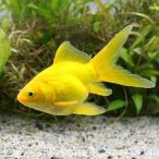 （国産金魚）玉黄金（３匹）